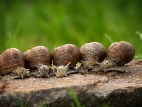 关于螳螂的电影，神秘生物的奇妙世界关于螳螂的电影有哪些