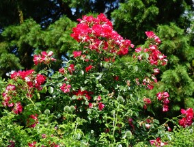 小院耐寒花卉的种植与户外花卉盆景的修剪技巧耐寒庭院花